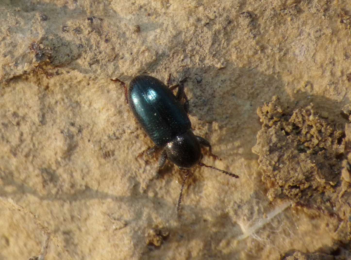 Coleotterino: Pachnephorus cfr corinthius (Chrysomelidae)